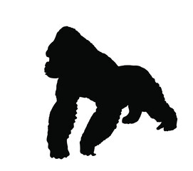 Mountain Gorilla vector silhouette illustration isolated on white background. Big monkey symbol. Wild life from Africa. Family of primates. Male Gorilla, King Kong sign. Monkey silhouette.