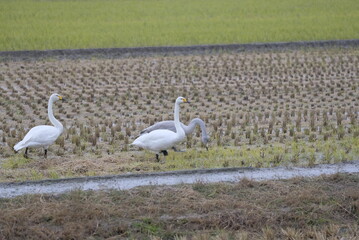 Swans eating in the rice field, 1/12/2021