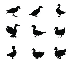 Set collection species of duck vector silhouette illustration isolated on white background. Mandarin duck, muscovy musk, domestic farm poultry, Bejing Peking duck, mallard. Restaurant menu birds.