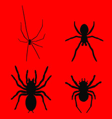 Set collection of spider vector silhouette illustration isolated on red background. Black widow tattoo sign. Daddy long legs spider, Phalangium opiliones. Tarantula symbol. 