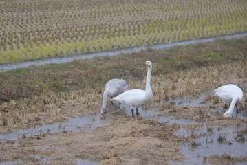 Swans eating in the rice field, 1/12/2021