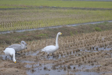 Swans eating in the rice field, 1/12/2021