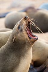 Fototapeta premium Portrait of a sea lion with open mouth. Many others around. Namibia