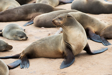 Naklejka premium Group of sea lions at the namibian coast.