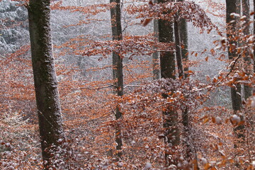 scenery of winter forest with brown dry leaves, pine trees in background and snow in the air