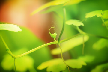 Hydrocotyle tripartita decorative aquarium plant with hydra viridissima also called green hydra freshwater polyps in the aquascaping aquarium overgrown on it