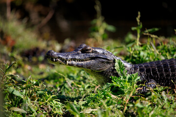 Caiman yacare in Ibera wetlands