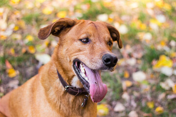 Portrait of beautiful mixed-breed dog on autumn yellow leaves