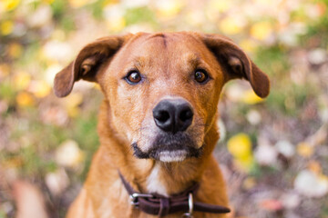 Portrait of beautiful mixed-breed dog on autumn yellow leaves
