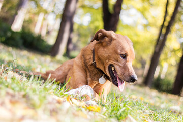 Portrait of beautiful mixed-breed dog on autumn yellow leaves