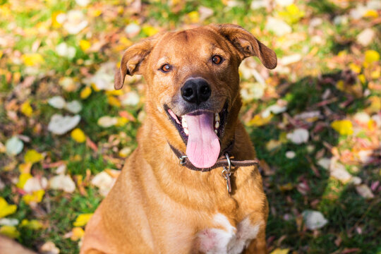 Portrait of beautiful mixed-breed dog on autumn yellow leaves