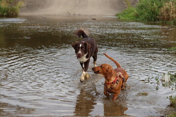 dog running in water