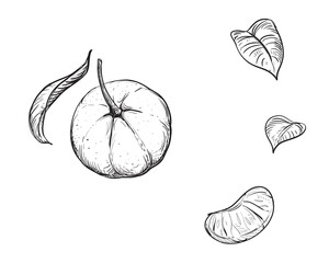 Hand drawn sketch black and white set of mandarin, tangerine, leaf, slice. Vector illustration. Elements in graphic style label, card, sticker, menu, package. Engraved style illustration.