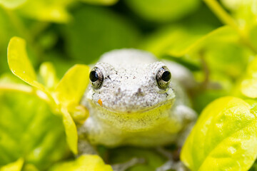 frog in the garden