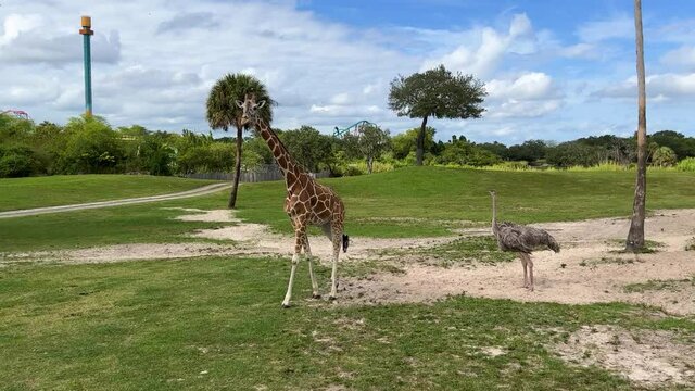 A giraffe walking up to a safari vehicle in Busch Gardens in Tampa, Florida.