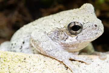 Tree frog