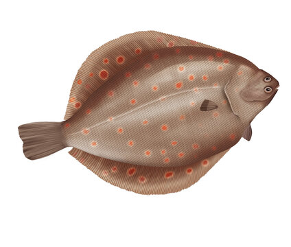 poisson, carrelet,  isol&eacute;, aliment, blanc, frais, animal, brut, carpe, p&ecirc;che, fruits de mer, ailette, sain, mer, br&egrave;me, nature, queue, attraper, eau douce, t&ecirc;te, ingr&eacute;dients, fond blanc, argent, truit