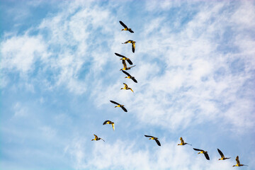 flock of wild geese flying in V-shape on the blue sky in poland