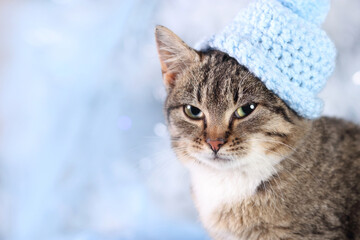 Cat close up. Happy New Year. Winter. Holiday. Beautiful Cat with green eyes posing on a background of Christmas lights. Cute little kitten in a blue hat on a gentle blue Christmas tree background