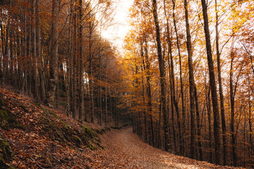 Obraz premium Autumn forest pathway leaves