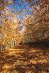 São Lourenço Beech Tree Forest