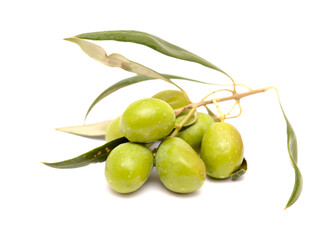 Agriculture of Gran Canaria -  small twigs of olive tree Olea europaea from Tirajana municipalities