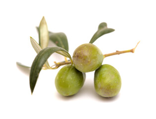 Agriculture of Gran Canaria -  small twigs of olive tree Olea europaea from Tirajana municipalities