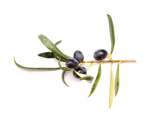 Agriculture of Gran Canaria -  small twigs of olive tree Olea europaea from Tirajana municipalities