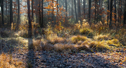 Obraz premium Frosty morning in the forest. Świętokrzyskie Mountains in Poland.