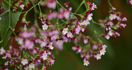 Pink flowers of tall bush of Limonium, or statice, macro floral background

