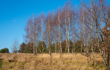Late autumn in the forest. Birch copse in the meadow. Poland.