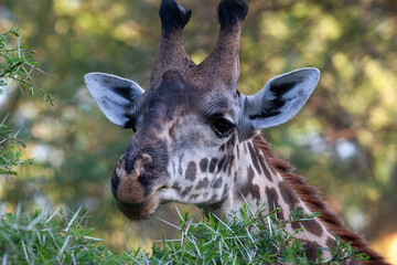 Griraffe 4