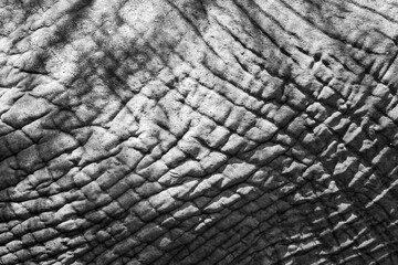 Elephant skin