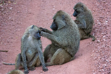 Three baboons