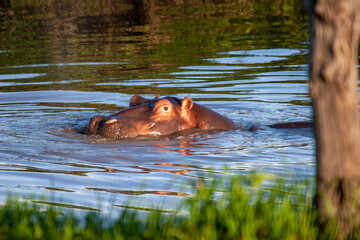 Hippopotamus swimming