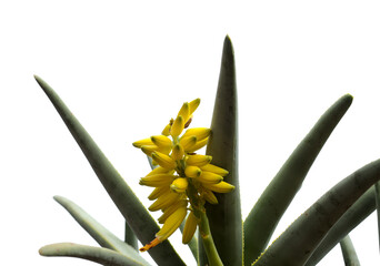 Yellow flowers of Aloe ramosissima, maiden's quiver tree, isolated on white background