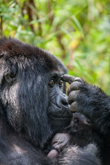 Gorilla points to her forehead.