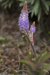 Flora of Gran Canaria -  flowering blue Scilla dasyantha, endemic to the islands, natural macro floral background
