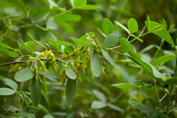Flora of Gran Canaria -  yellow flowers of Anagyris latifolia, oro de risco or cliff gold, legume endemic to Canary Islands, 
almost extinct in the wild on the island natural macro floral background


