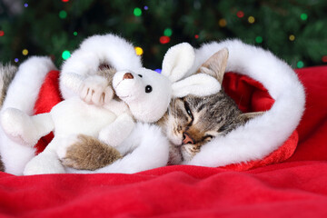 Pets. Cute beautiful little Cat in Santa Claus costume sleeps sweetly and hugs a toy bunny. Cat sleeps on the background of the Christmas tree. Little kitten and Christmas bokeh. Pet care. New year