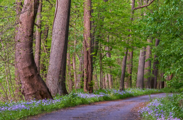 Flower Lined Path