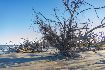Large bare tree and driftwood on the beach

