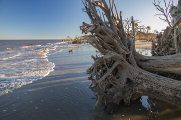 Large bare tree and driftwood on the beach

