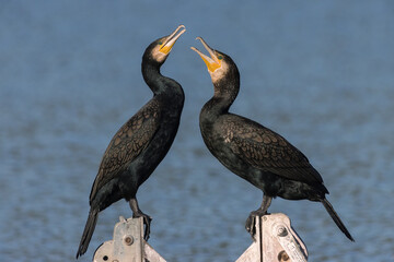 PAREJA DE AVES NEGRAS SOBRE FONDO AZUL