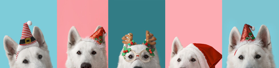 Cute funny dog with Christmas decorations on color background
