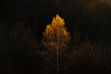 autumn leaves of silver birch in the sun against dark background
