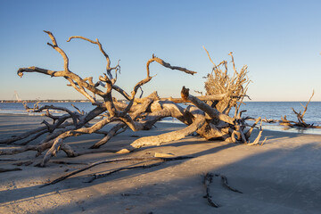 Large bare tree and driftwood on the beach

