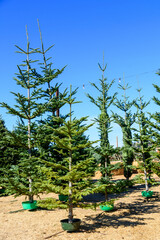 Ugly Christmas trees set in green stands at an outdoor Christmas tree market under blue sky