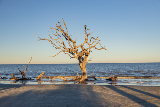 Driftwood Tree Images – Browse 31,992 Stock Photos, Vectors, and Video
