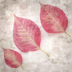 square stylish old textured paper background with pink poinsettia leaves 
